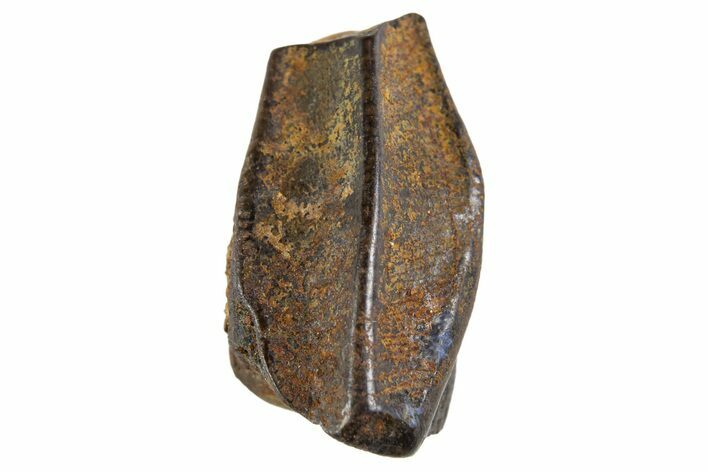 Fossil Hadrosaur (Edmontosaurus) Partial Tooth - Montana #340944